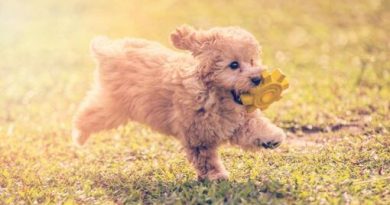 Toys for a Toy Poodle