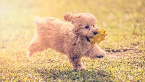 Toys for a Toy Poodle