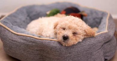 Bed for Toy poodle