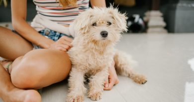 Toy Poodle health issue