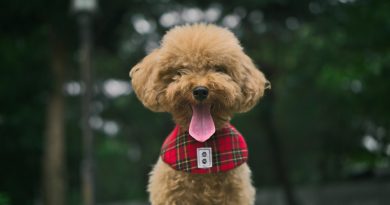 How Much Should a Toy Poodle Weigh?