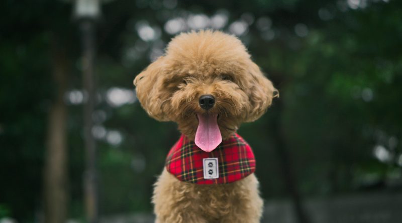 How Much Should a Toy Poodle Weigh?