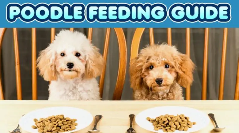 5 Best Dog Foods for Toy Poodles in 2022