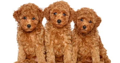 toy poodle breed information