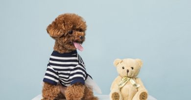 Facts Every Toy Poodle Owner Should Know