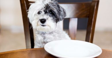 food for teacup poodle
